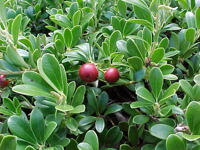 Arctostaphylos Uva Ursi Massachusetts - View 7 from www redcrocus com