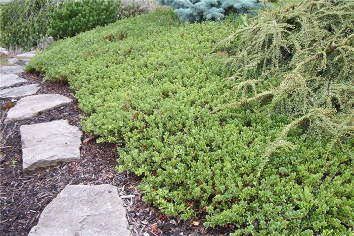 Arctostaphylos Uva Ursi Massachusetts - View 8 from www redcrocus com