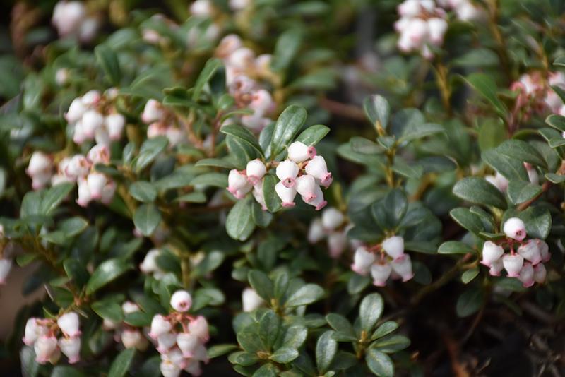 Arctostaphylos Uva Ursi Massachusetts - View 9 from www redcrocus com