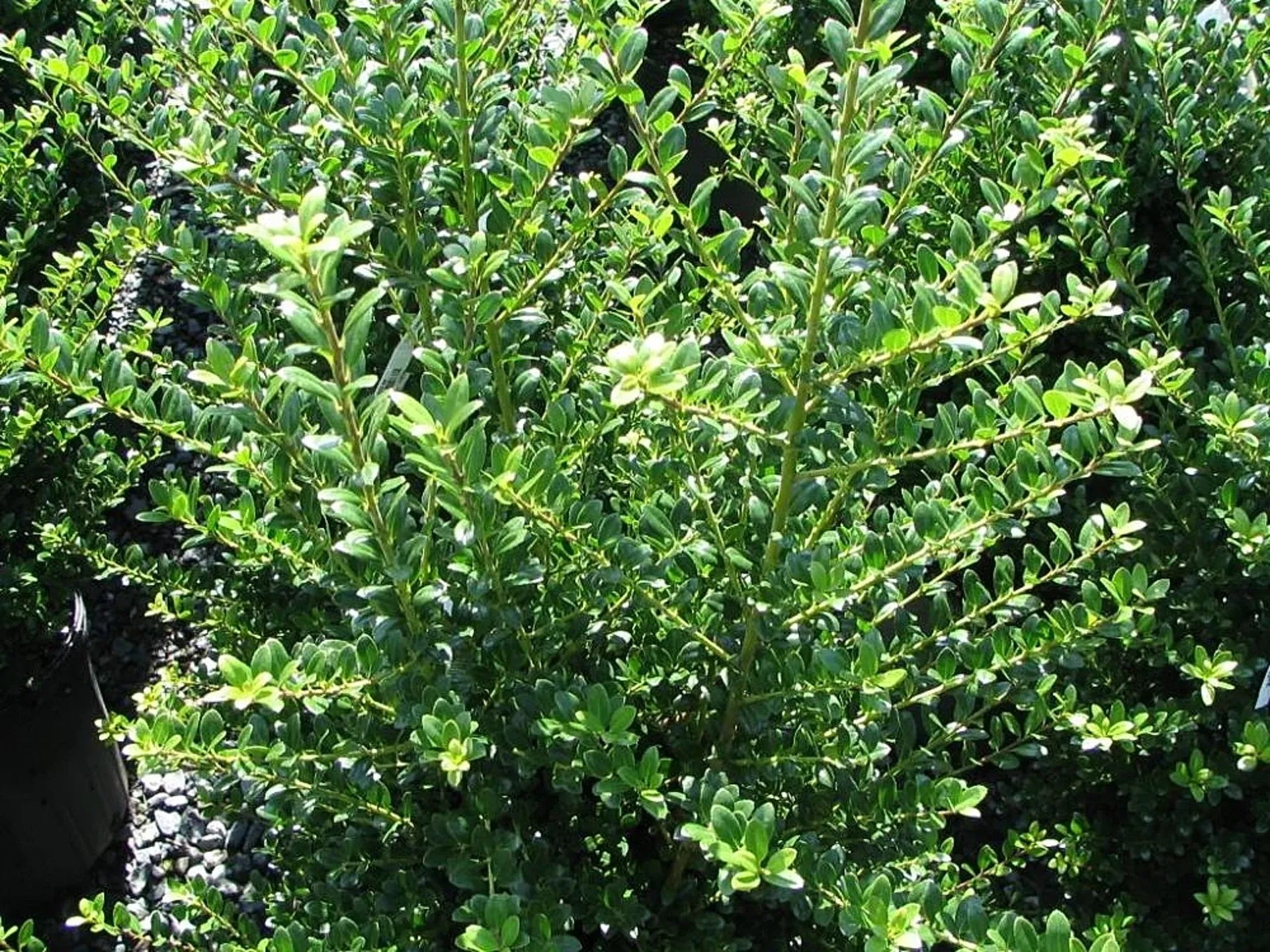Ilex Crenata Steeds - View 10 from www redcrocus com