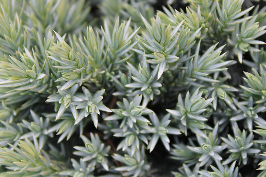 Juniperus Squamata 'blue Star' - View 10 from www redcrocus com