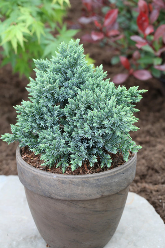 Juniperus Squamata 'blue Star' - View 1 from www redcrocus com