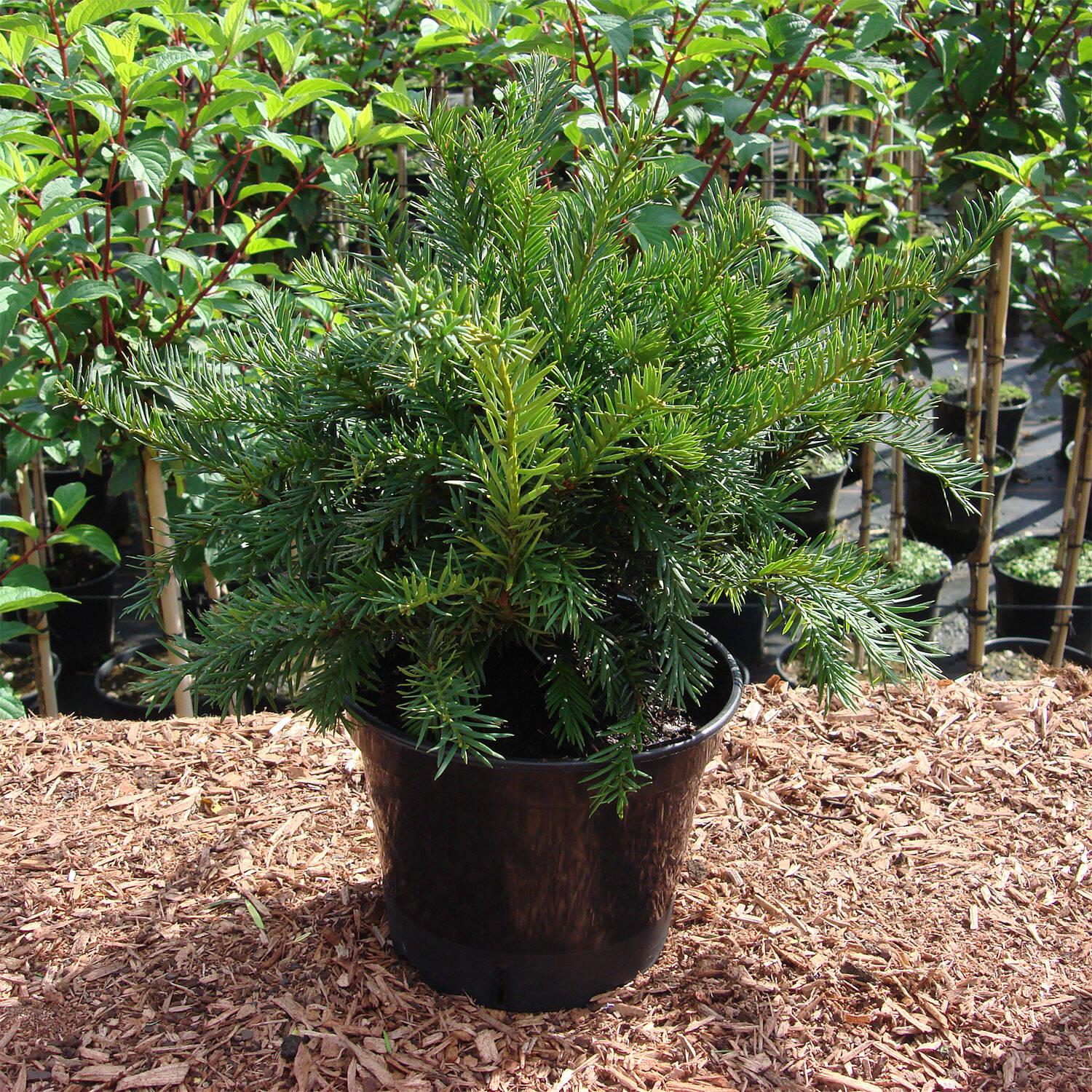 Taxus Baccata Repandens - View 10 from www redcrocus com
