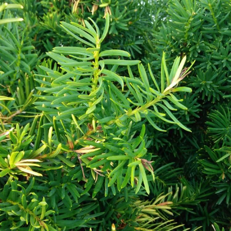 Taxus Baccata Repandens - View 5 from www redcrocus com