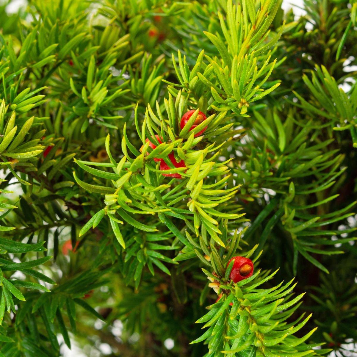 Taxus Baccata Repandens - View 8 from www redcrocus com