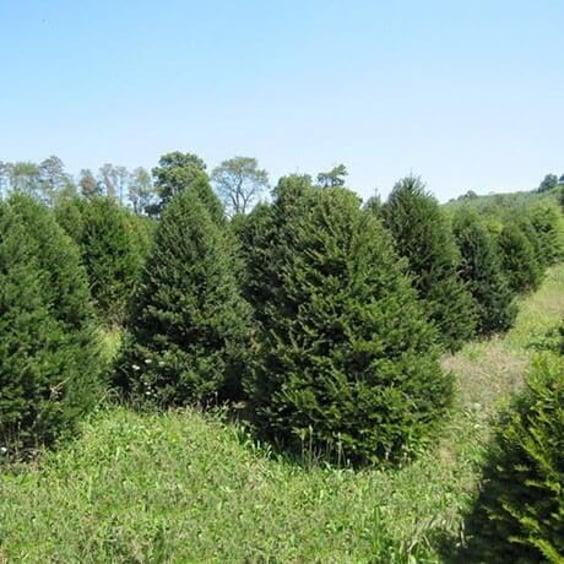 Taxus Cuspidata 'capitata' - View 12 from www redcrocus com
