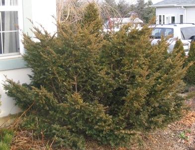 Taxus Cuspidata 'capitata' - View 13 from www redcrocus com