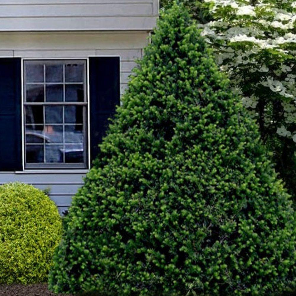 Taxus Cuspidata 'capitata' - View 14 from www redcrocus com