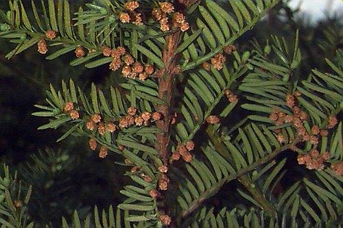 Taxus Cuspidata 'capitata' - View 17 from www redcrocus com