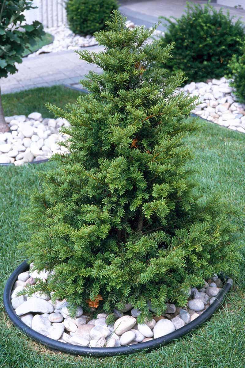 Taxus Cuspidata 'capitata' - View 18 from www redcrocus com