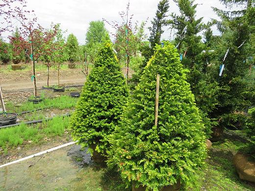 Taxus Cuspidata 'capitata' - View 19 from www redcrocus com