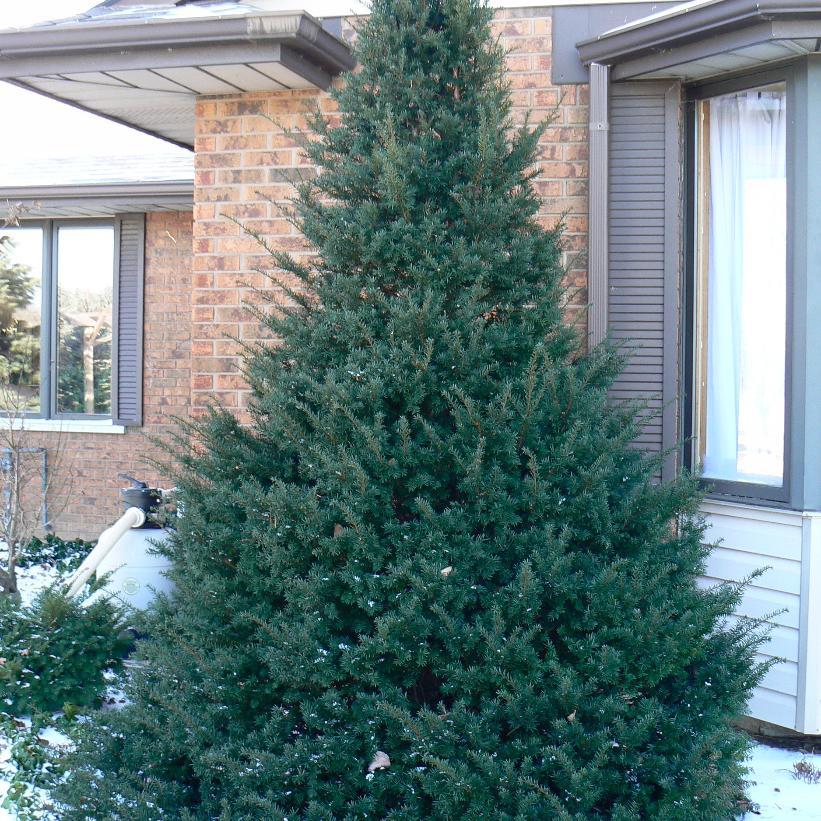 Taxus Cuspidata 'capitata' - View 1 from www redcrocus com