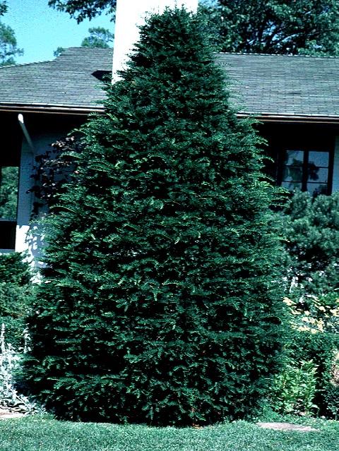 Taxus Cuspidata 'capitata' - View 20 from www redcrocus com
