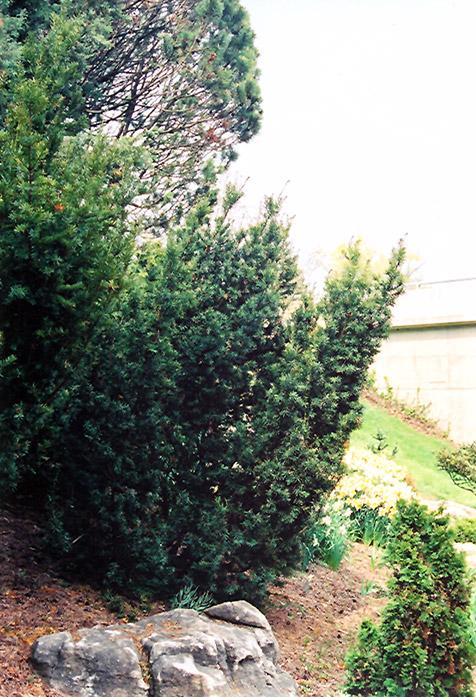 Taxus Cuspidata 'capitata' - View 21 from www redcrocus com