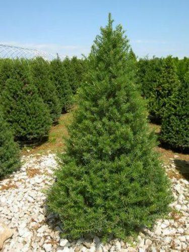 Taxus Cuspidata 'capitata' - View 24 from www redcrocus com