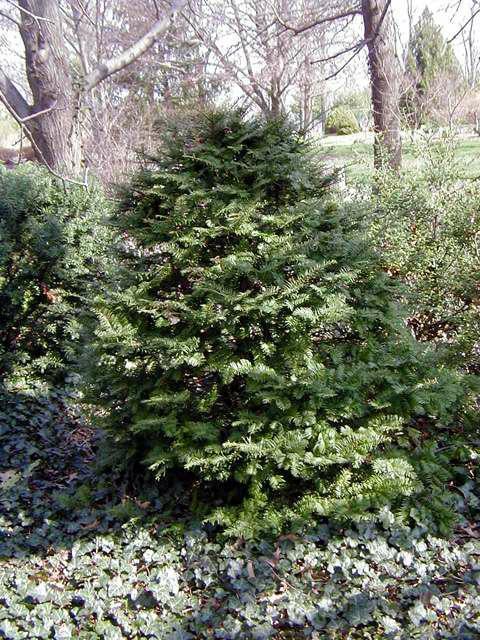 Taxus Cuspidata 'capitata' - View 25 from www redcrocus com