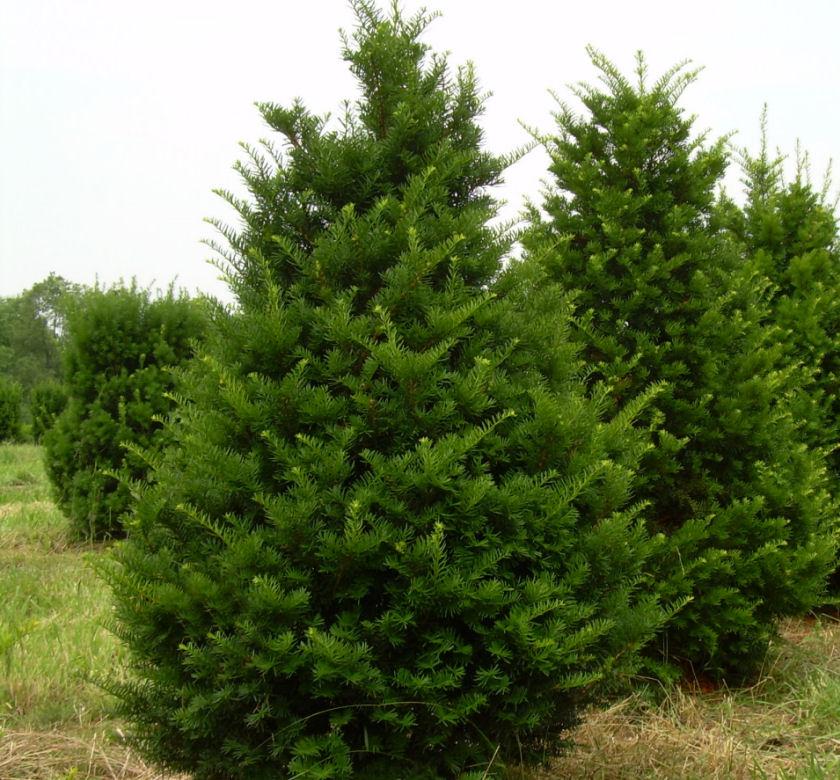 Taxus Cuspidata 'capitata' - View 27 from www redcrocus com