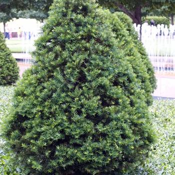 Taxus Cuspidata 'capitata' - View 28 from www redcrocus com