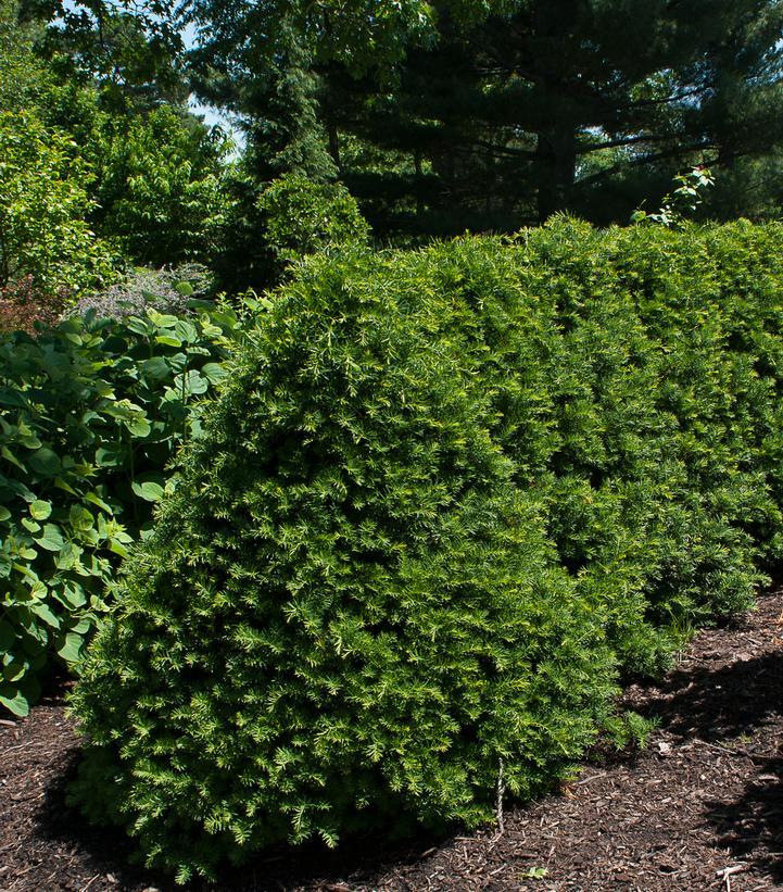 Taxus Cuspidata 'capitata' - View 29 from www redcrocus com