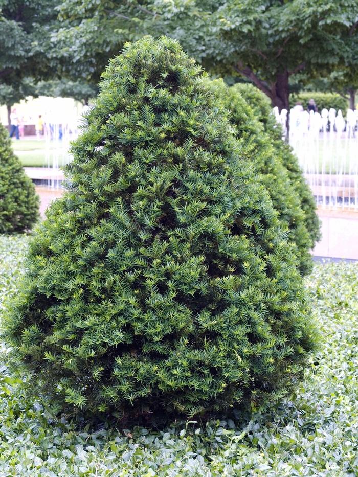 Taxus Cuspidata 'capitata' - View 2 from www redcrocus com