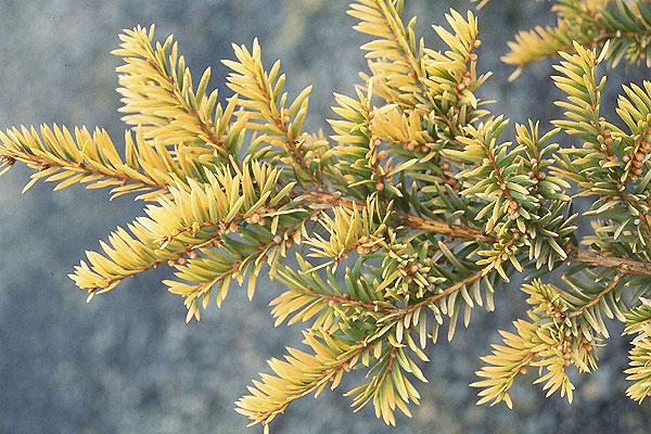 Taxus Cuspidata 'capitata' - View 30 from www redcrocus com