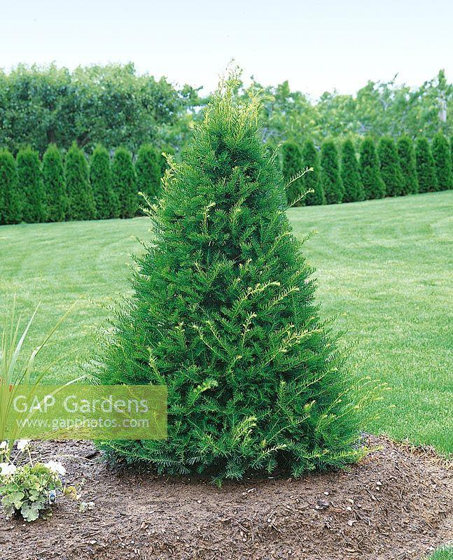 Taxus Cuspidata 'capitata' - View 31 from www redcrocus com