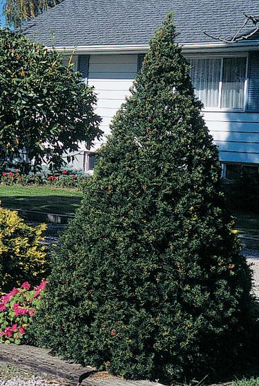 Taxus Cuspidata 'capitata' - View 3 from www redcrocus com