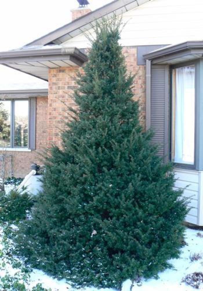 Taxus Cuspidata 'capitata' - View 4 from www redcrocus com