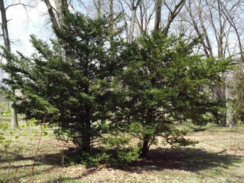 Taxus Cuspidata 'capitata' - View 6 from www redcrocus com