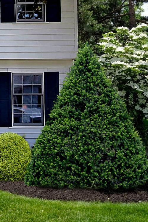 Taxus Cuspidata 'capitata' - View 7 from www redcrocus com