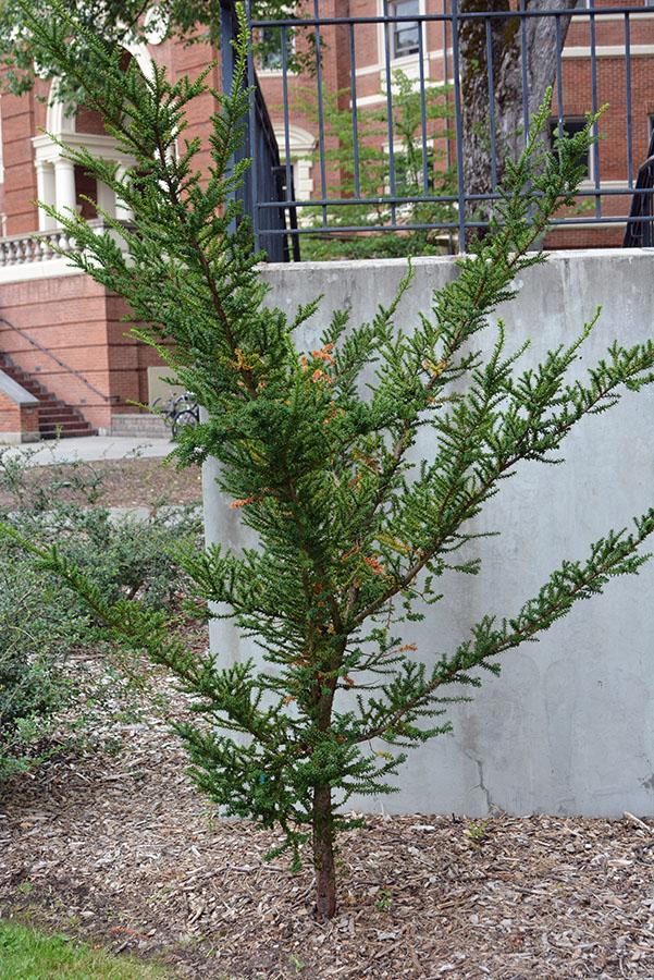 Taxus Cuspidata 'capitata' - View 9 from www redcrocus com
