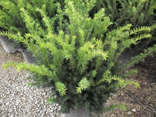 Taxus Media Densiformis - View 10 from www redcrocus com