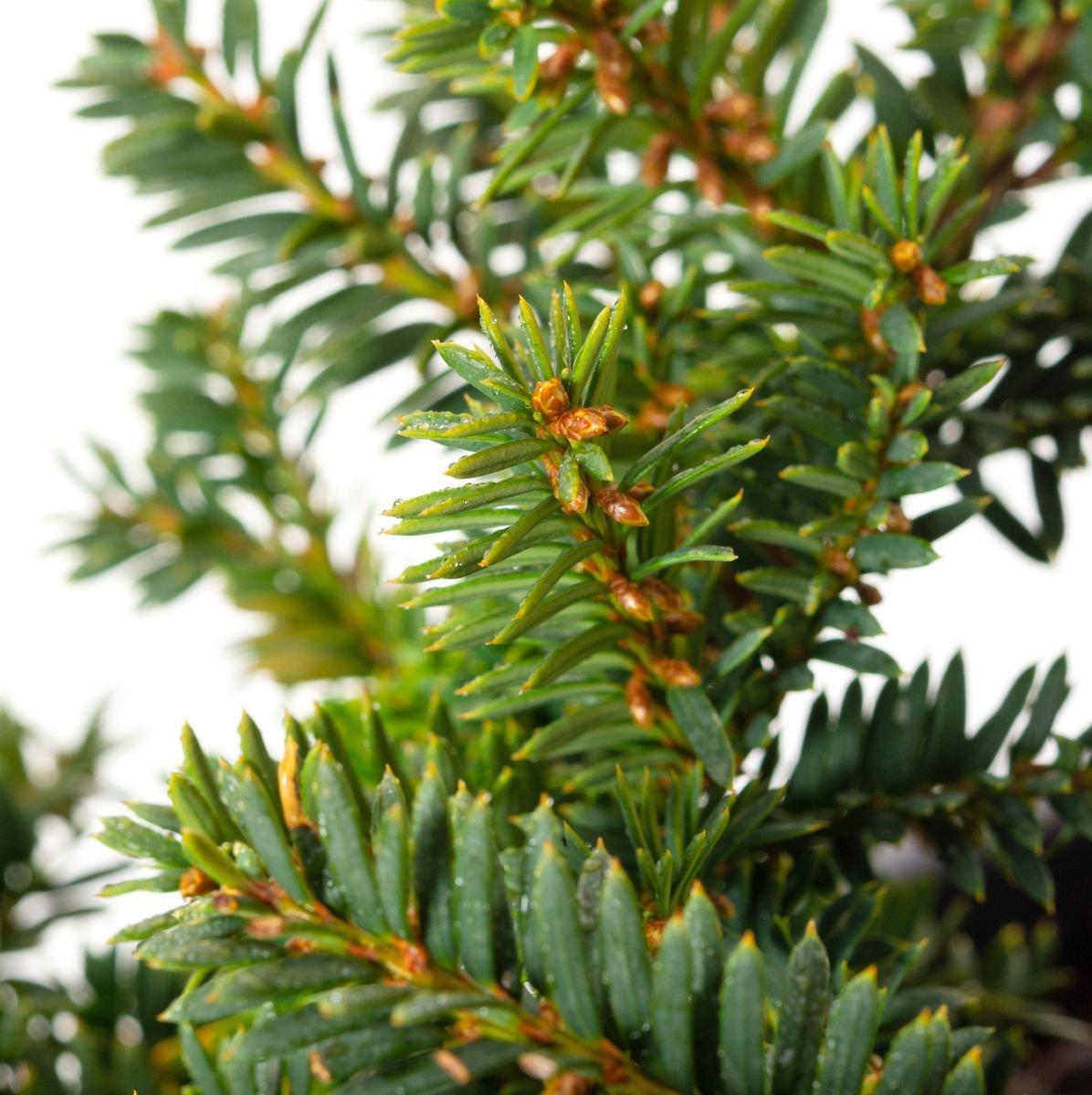 Taxus Media Densiformis - View 14 from www redcrocus com