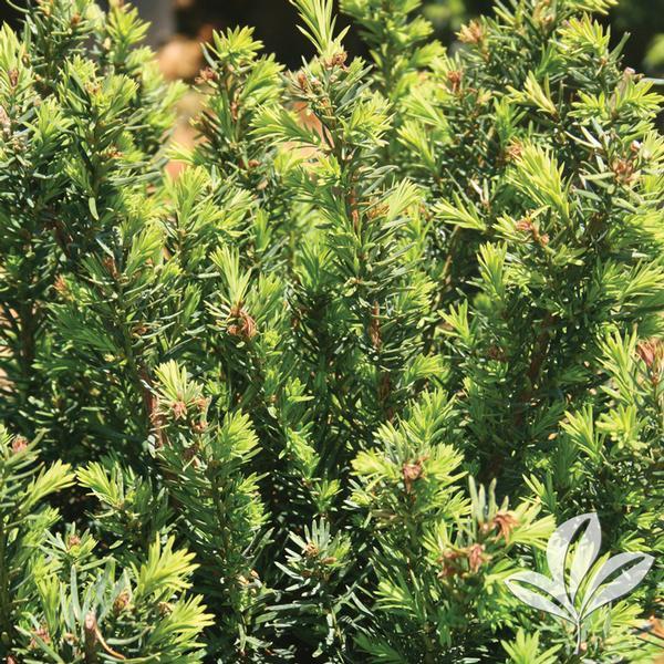 Taxus Media Densiformis - View 16 from www redcrocus com