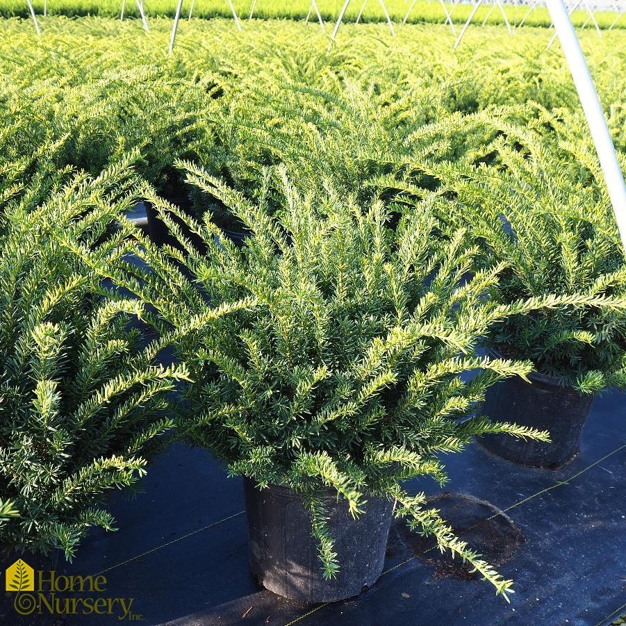 Taxus Media 'tauntonii' - View 10 from www redcrocus com