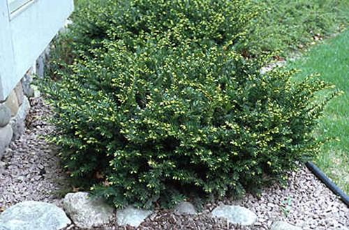 Taxus Media 'tauntonii' - View 11 from www redcrocus com