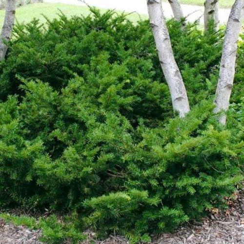 Taxus Media 'tauntonii' - View 14 from www redcrocus com