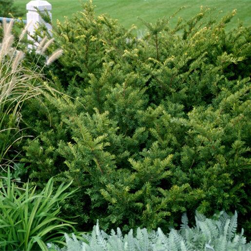 Taxus Media 'tauntonii' - View 15 from www redcrocus com