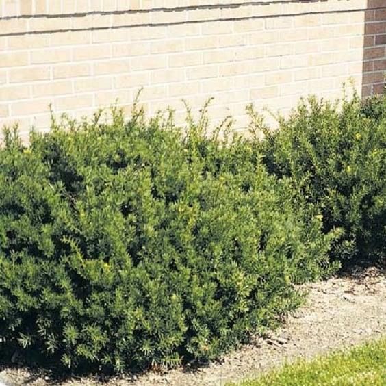 Taxus Media 'tauntonii' - View 16 from www redcrocus com