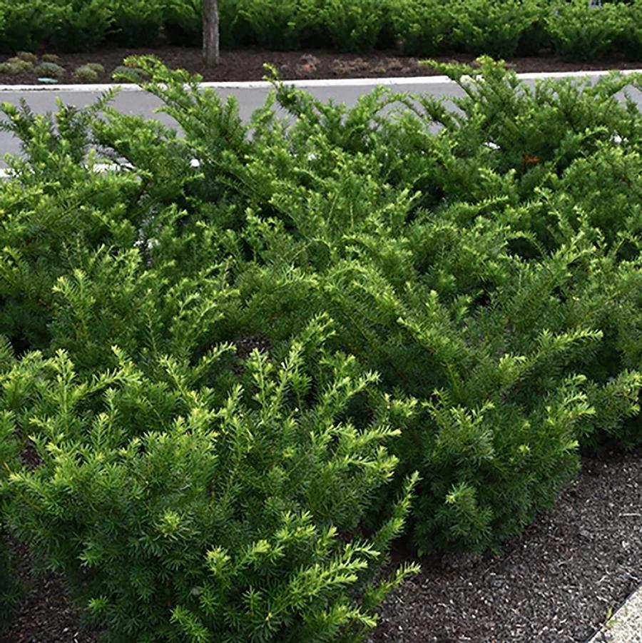 Taxus Media 'tauntonii' - View 17 from www redcrocus com