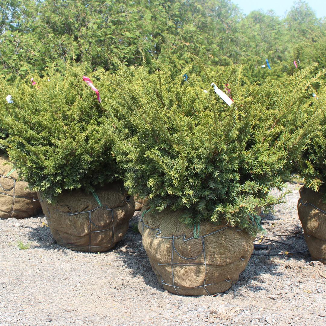 Taxus Media 'tauntonii' - View 19 from www redcrocus com