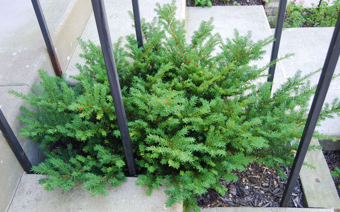 Taxus Media 'tauntonii' - View 1 from www redcrocus com