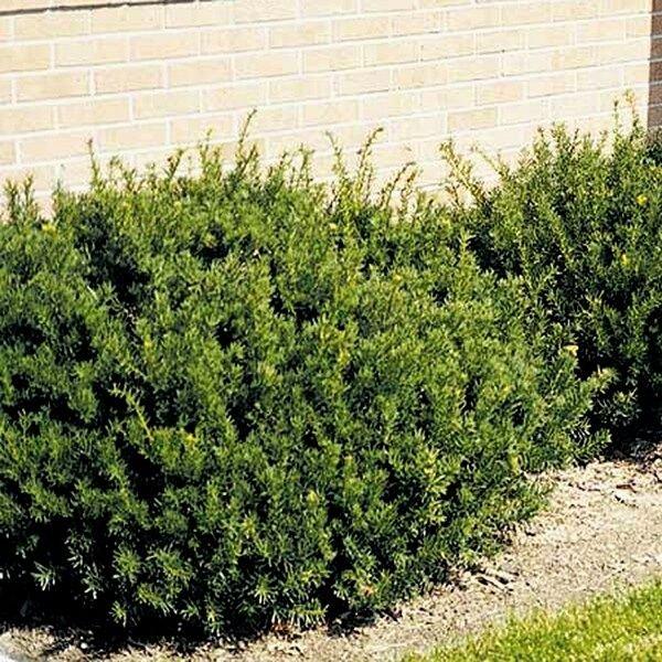 Taxus Media 'tauntonii' - View 20 from www redcrocus com
