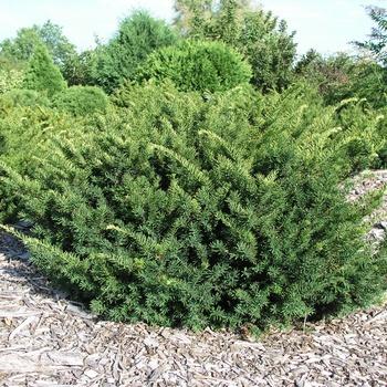 Taxus Media 'tauntonii' - View 22 from www redcrocus com