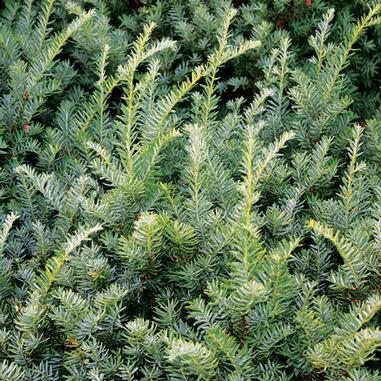 Taxus Media 'tauntonii' - View 23 from www redcrocus com
