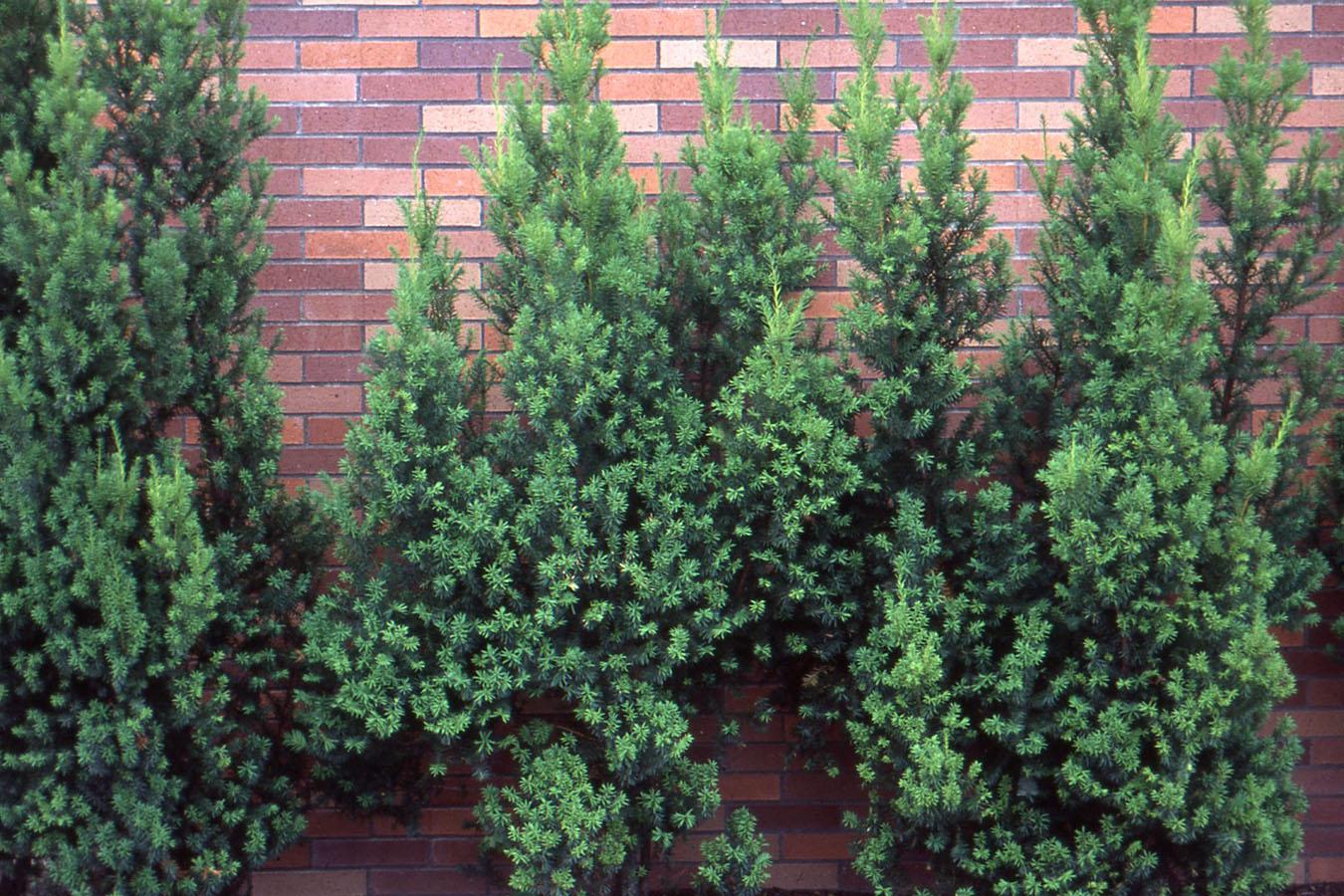 Taxus Media 'tauntonii' - View 24 from www redcrocus com