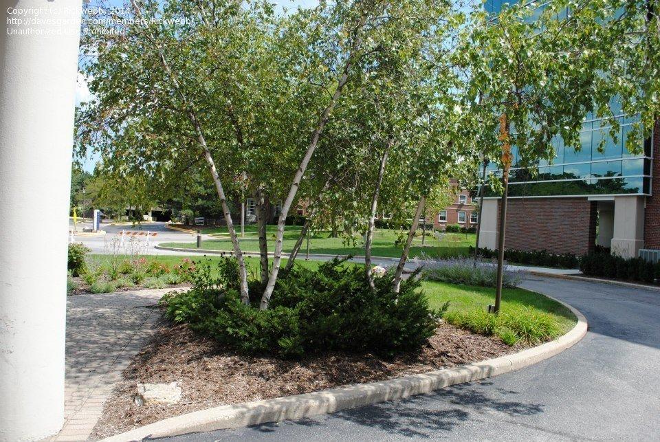 Taxus Media 'tauntonii' - View 25 from www redcrocus com