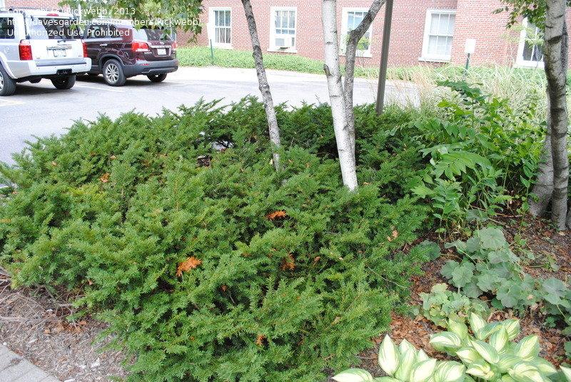 Taxus Media 'tauntonii' - View 26 from www redcrocus com