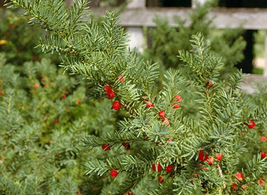 Taxus Media 'tauntonii' - View 27 from www redcrocus com
