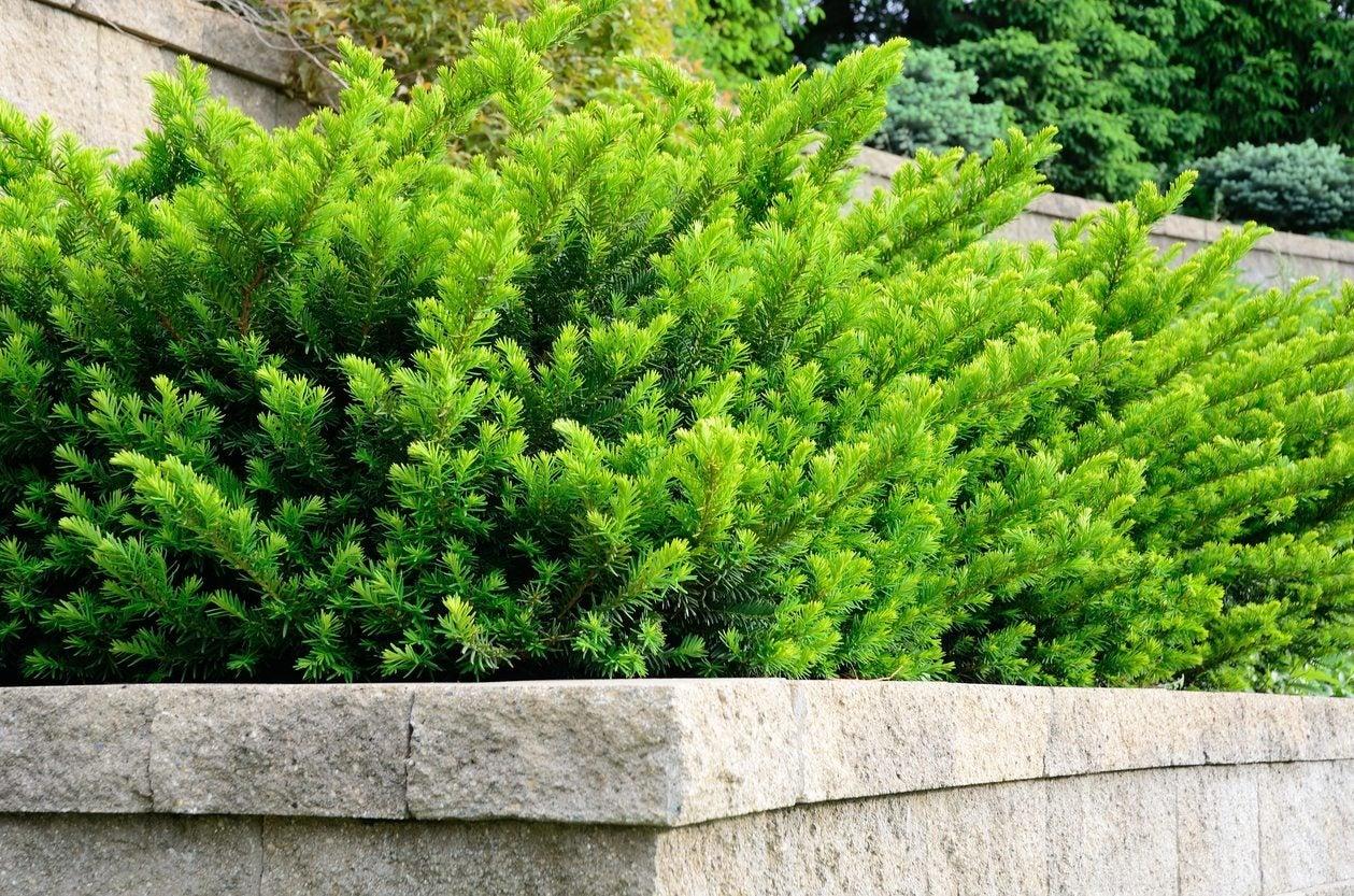 Taxus Media 'tauntonii' - View 28 from www redcrocus com